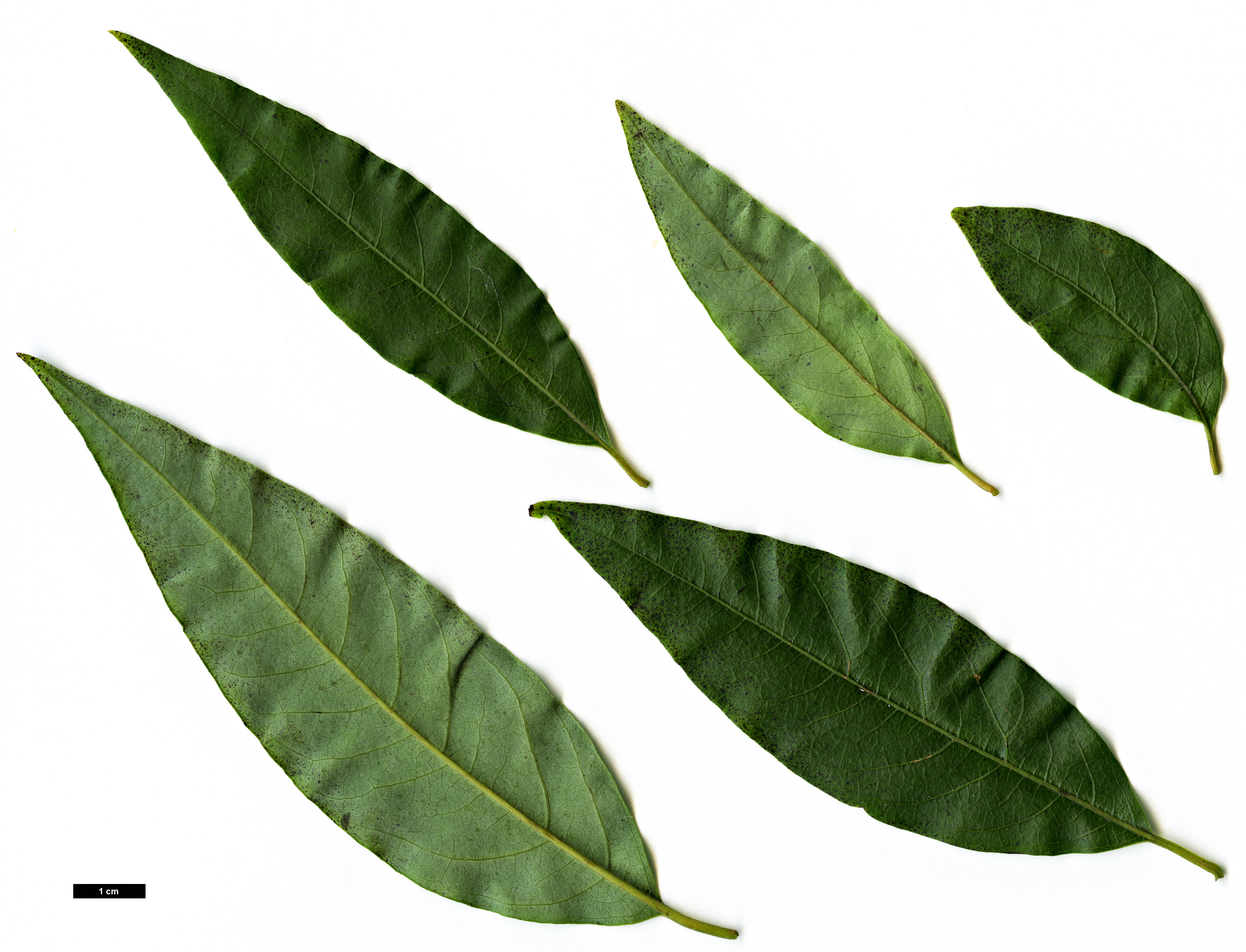 High resolution image: Family: Lauraceae - Genus: Lindera - Taxon: metcalfiana - SpeciesSub: var. dictyophylla